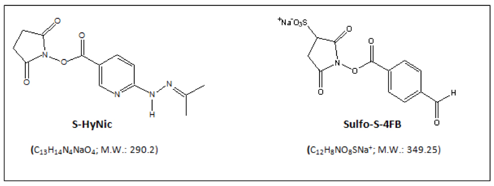 HRP–Antibody All-in-One™ Conjugation Kit