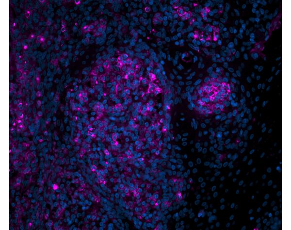 Peanut Agglutinin (PNA), CY?5