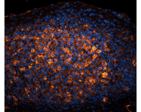 Peanut Agglutinin (PNA), CY?3