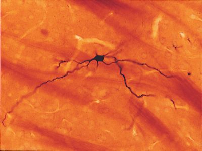 NEUROBIOTIN?-PLUS Tracer