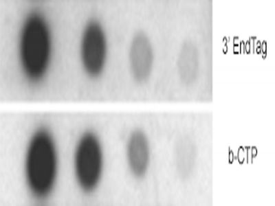 Anti-DNP (Dinitrophenyl), Unconjugated