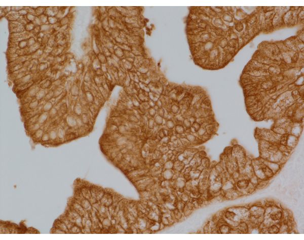 ImmPRESS? HRP Goat Anti-Rabbit IgG Polymer Detection Kit, Peroxidase