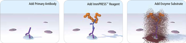 ImmPRESS? HRP Goat Anti-Rabbit IgG Polymer Detection Kit, Peroxidase