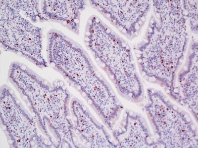 ImmPRESS?-VR Horse Anti-Mouse IgG Polymer Detection Kit, Peroxidase, Veterinary Reagent