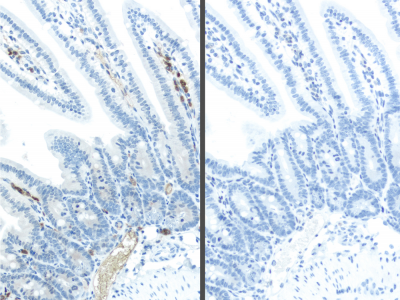 ImmPRESS?-VR Horse Anti-Mouse IgG Polymer Detection Kit, Peroxidase, Veterinary Reagent