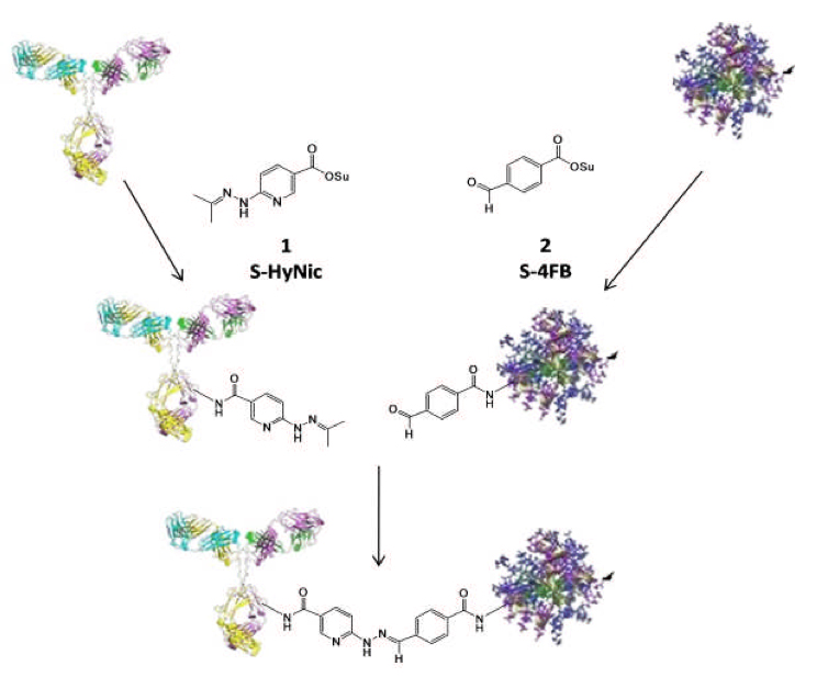Sulfo S-4FB Linker (Water Soluble)