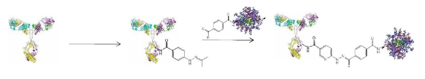 R-PE Antibody Conjugation Kit