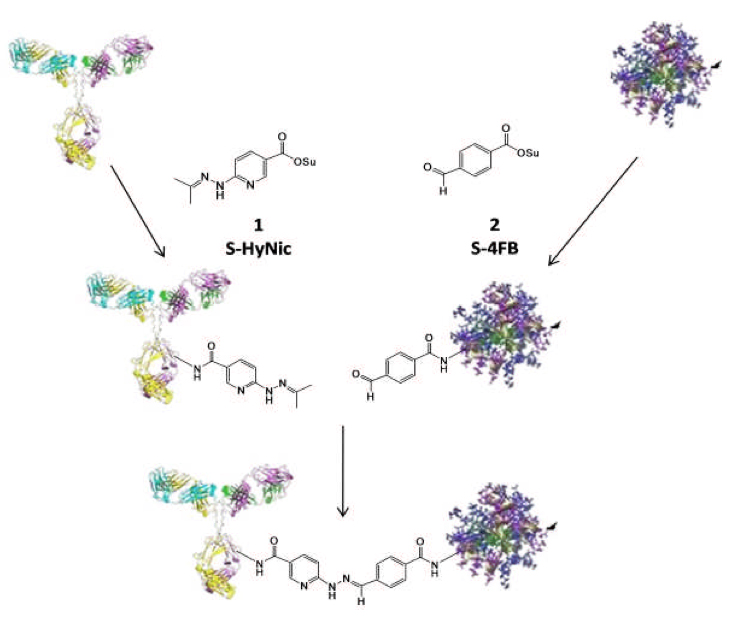MHPH (Maleimide HyNic) Linker