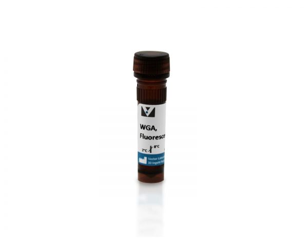 Wheat Germ Agglutinin (WGA), Fluorescein