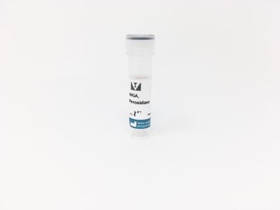 Wheat Germ Agglutinin (WGA), Fluorescein