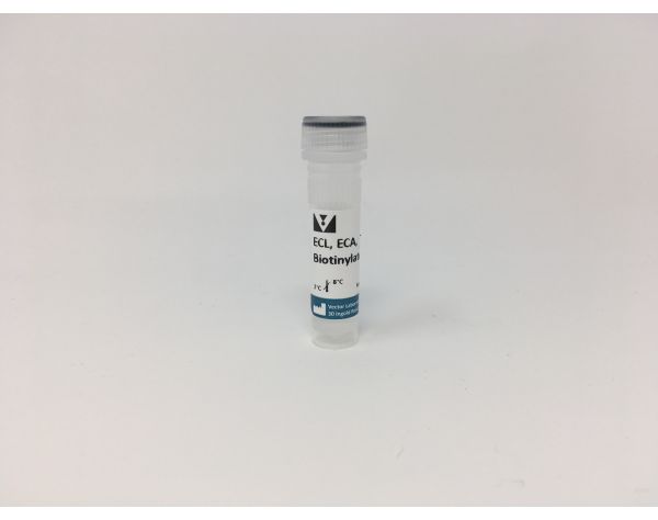 Erythrina Cristagalli Lectin (ECL, ECA), Biotinylated