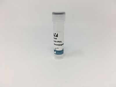 Anti-Peanut Agglutinin (PNA), Biotinylated