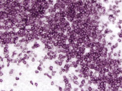 ImmPRESS?-VR Horse Anti-Rabbit IgG Polymer Detection Kit, Peroxidase, Veterinary Reagent