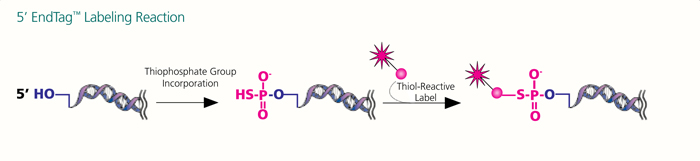 5' EndTag Nucleic Acid Labeling Kit