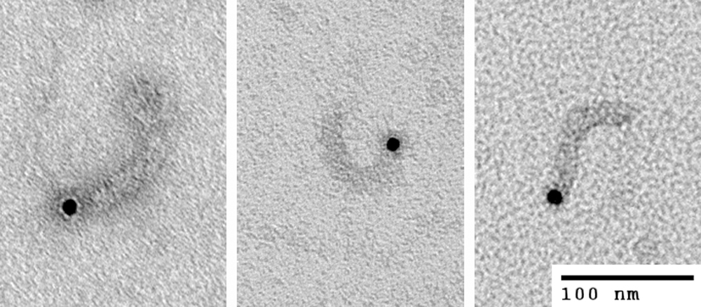 5' EndTag Nucleic Acid Labeling Kit