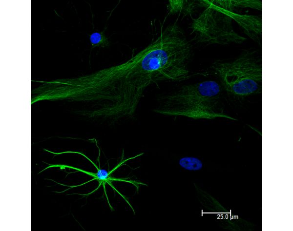 Streptavidin, DyLight? 488