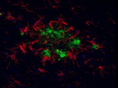 Goat Anti-Rabbit IgG Antibody (H+L), Unconjugated