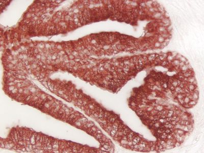 ImmPRESS? HRP Goat Anti-Rat IgG, Mouse adsorbed Polymer Detection Kit, Peroxidase