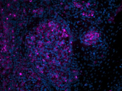 Peanut Agglutinin (PNA), Biotinylated