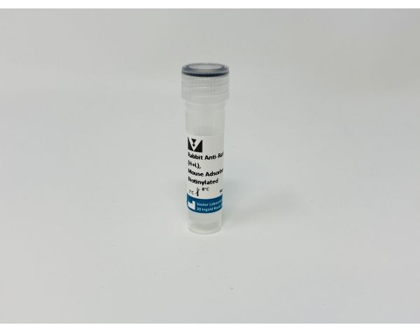 Rabbit Anti-Rat IgG Antibody, mouse adsorbed (H+L), Biotinylated