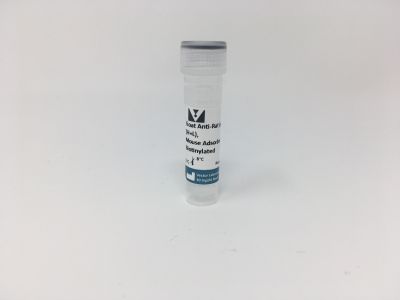 Rabbit Anti-Rat IgG Antibody, mouse adsorbed (H+L), Biotinylated