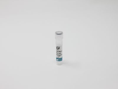 Goat Anti-Mouse IgG Antibody (H+L), Unconjugated