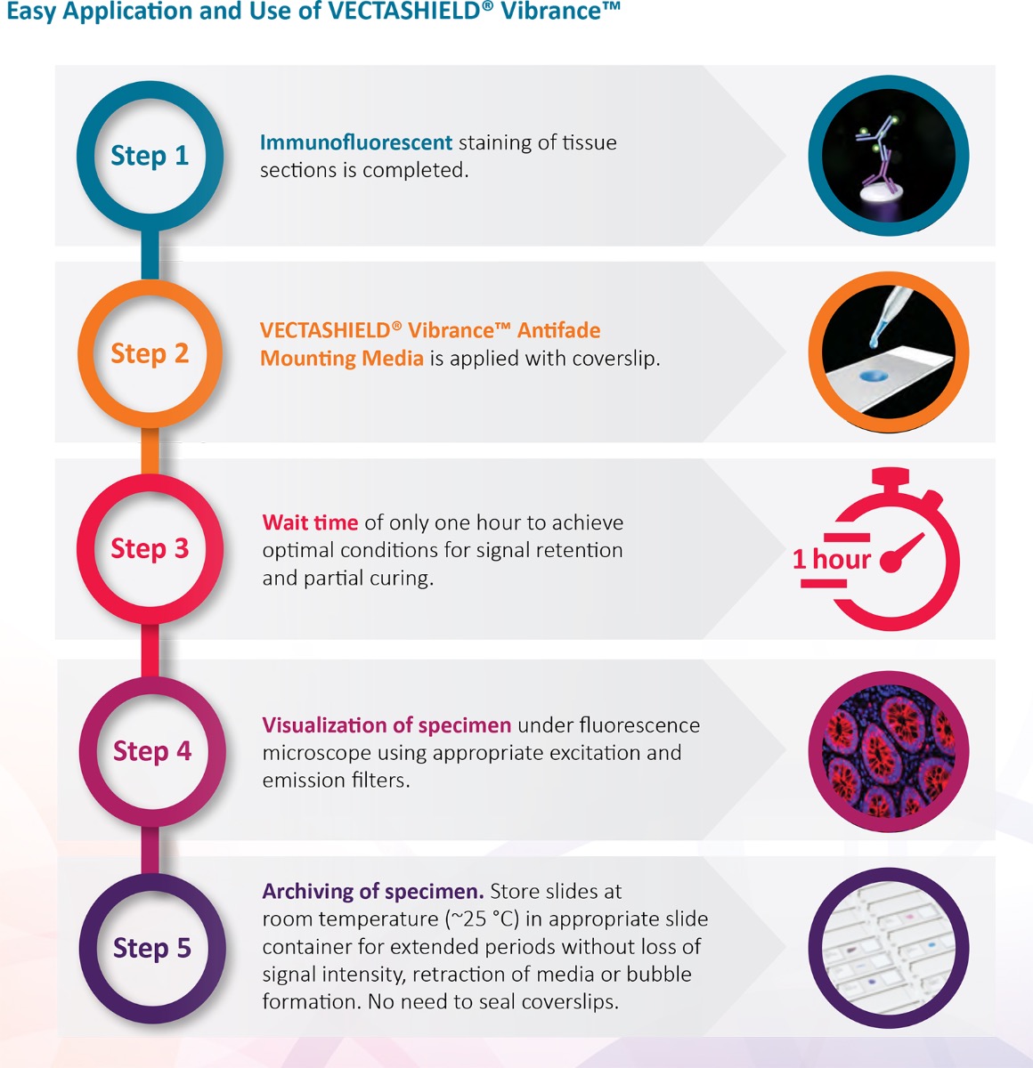 Vibrance Workflow VECTASHIELD? Vibrance™ Antifade Mounting Medium