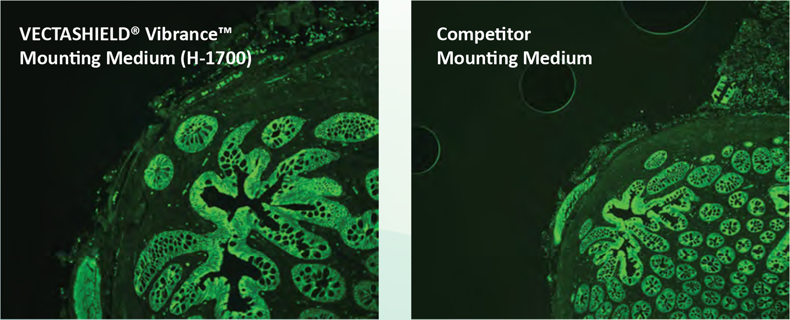 VECTASHIELD Vibrance No Bubbles VECTASHIELD? Vibrance™ Antifade Mounting Medium