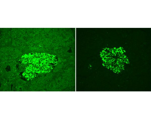 Vector? TrueVIEW? Autofluorescence Quenching Kit