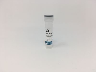 Erythrina Cristagalli Lectin (ECL, ECA), Fluorescein