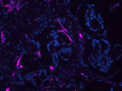 Ulex Europaeus Agglutinin I (UEA I), Biotinylated