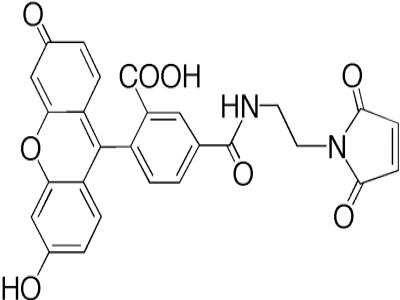 Texas Red Maleimide