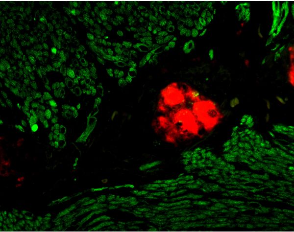 M.O.M.? (Mouse on Mouse) Biotinylated Anti-Mouse IgG Reagent