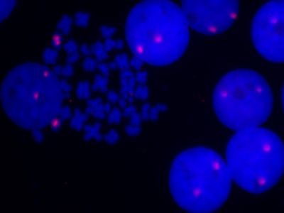 Fluorescein Maleimide