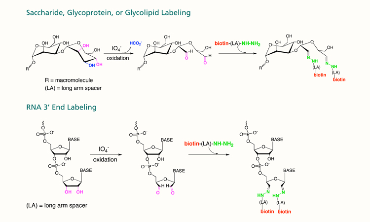 Biotin Hydrazide Mechanism Biotin (Long Arm) Hydrazide