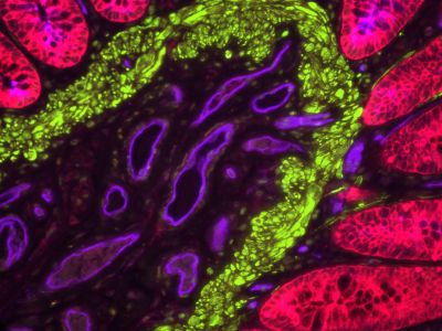 VECTASHIELD? Antifade Mounting Medium with DAPI