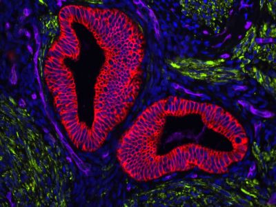VECTASHIELD? Antifade Mounting Medium with DAPI
